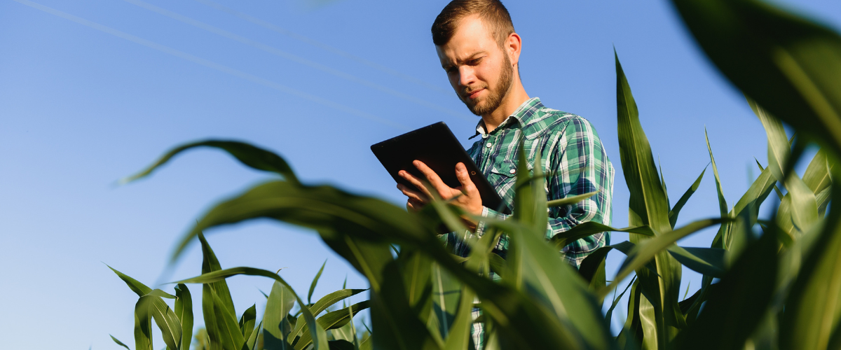 Image of a farmer on a tablet using smart farming data to protect his harvest