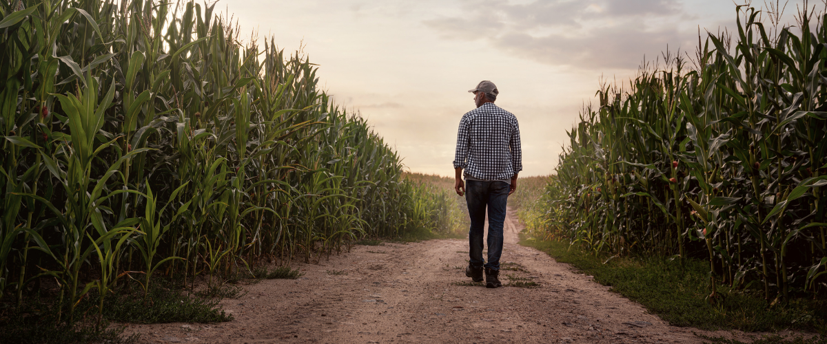 Image of A farmer walking in a field considering his next farmland purchase.