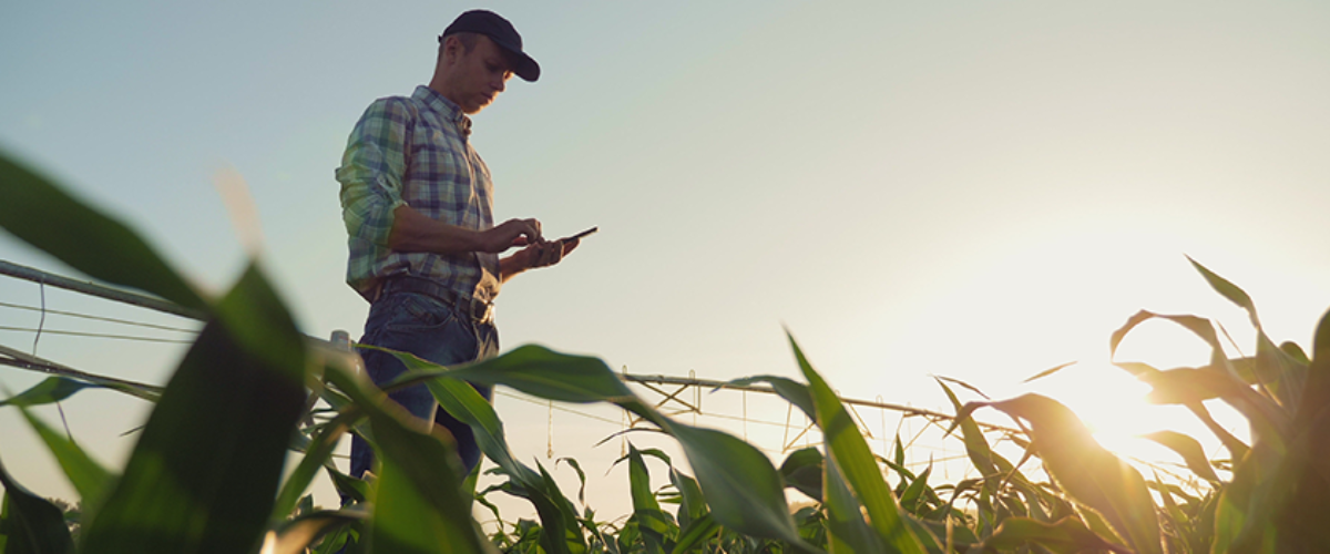Farmer standing in a wheat field evaluating cash flow budget and farm line of credit options