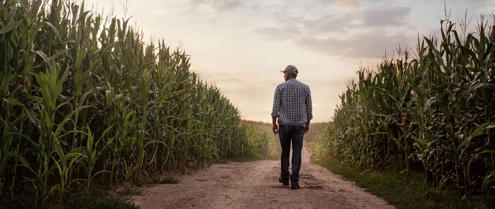 image of man walking corn field